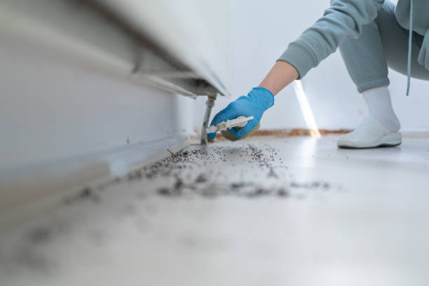 Best Local Pest Control Services  in Barron, WI